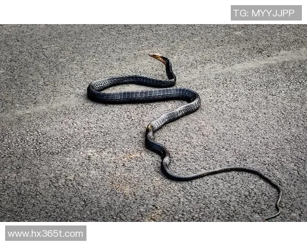 老虎大学与美洲狮子激烈对决谁将赢得这场精彩的较量